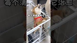 一个小狗的出现不亚于一个心理医生#可爱小狗#童年狗狗#温馨宠物#小狗回忆#治愈狗狗#萌狗日常#宠物故事#可爱狗狗瞬间#狗狗爱#小狗快乐#暖心狗狗#可爱宠物#狗狗陪伴#小狗欢乐#怀旧宠物#狗狗治愈