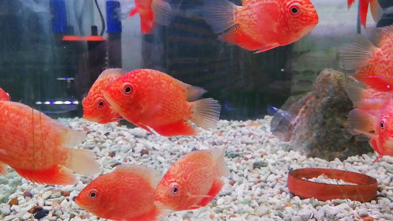 3 inch super red severum Cichlids
