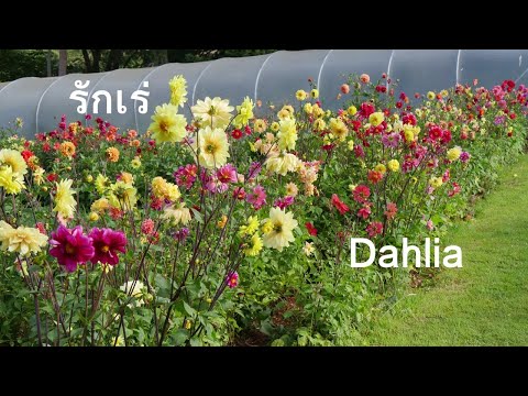 วีดีโอ: Dahlias (58 ภาพ): ดอกไม้มีลักษณะอย่างไร? คุณสมบัติของการปลูกและดูแลในทุ่งโล่ง เมื่อใดจึงจะได้รับหัวเพื่อการงอก?