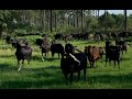 White Oak Pastures: A Conversation About Climate Solutions That Build Community with Jenni Harris