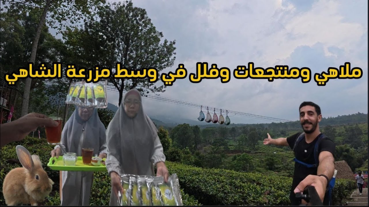 مزرعة الشاهي في اندونيسيا بونشاك Tea farms indonesia