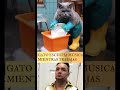 GATO ESCUCHA MÚSICA MIENTRAS TRABAJABAS
