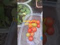 UPDATE OF SWEET TOMATOES🥵 UPDATE OF SWEET TOMATOES🥵