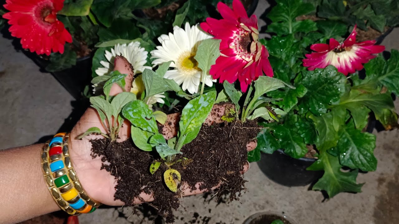 When Can I Transplant Gerberas?