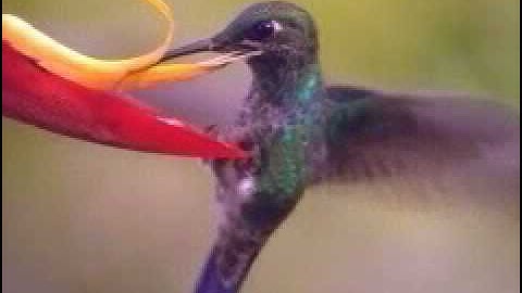 Hummingbird flying backwards