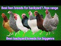 Best Backyard Chickens For Eggs And Pets Best Backyard Chicken Breeds Chicken Best Backyard Chickens For Eggs And Pets Best Backyard Chicken Breeds Chicken