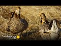 Bird Behavior and Characteristics in Wyoming