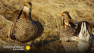 WILD: These Sage Grouse Dance Moves Are Impressive!  America's Wild Seasons | Smithsonian Channel