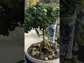 Just repotted my ficus plants
