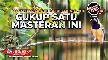 Suara Cucak Cungkok Super Gacor Masteran Murai Batu Gacor