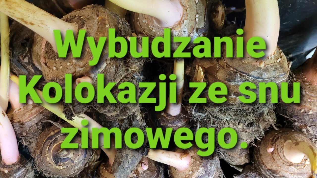 473#. Wybudzanie Kolokazji ze snu zimowego.12.03.21