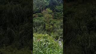 Enjoying the rushing flow water #enjoying #rushingwater #flowingwater #greenplants #shorts