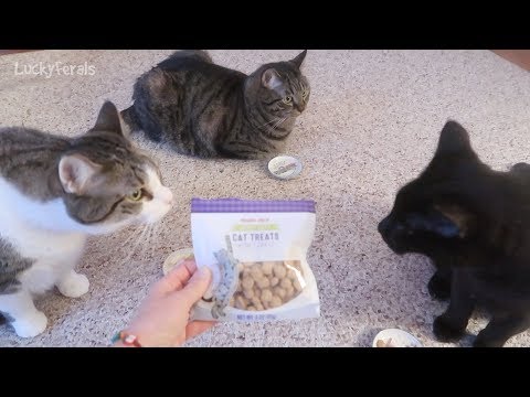 Trader Joe's Cat Treat Review And Taste Test