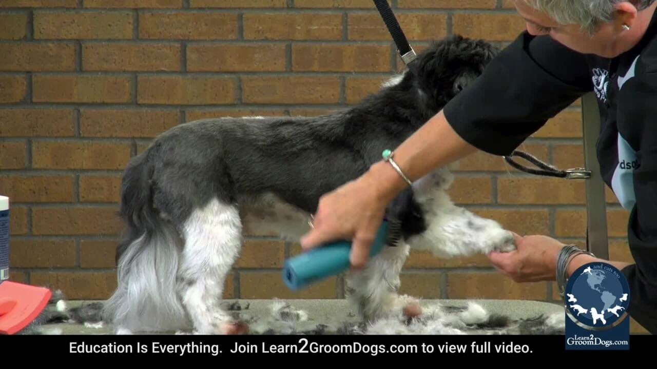 Free Preview Low Maintenance Shih Tzu Trim Speeding Up The Process YouTube