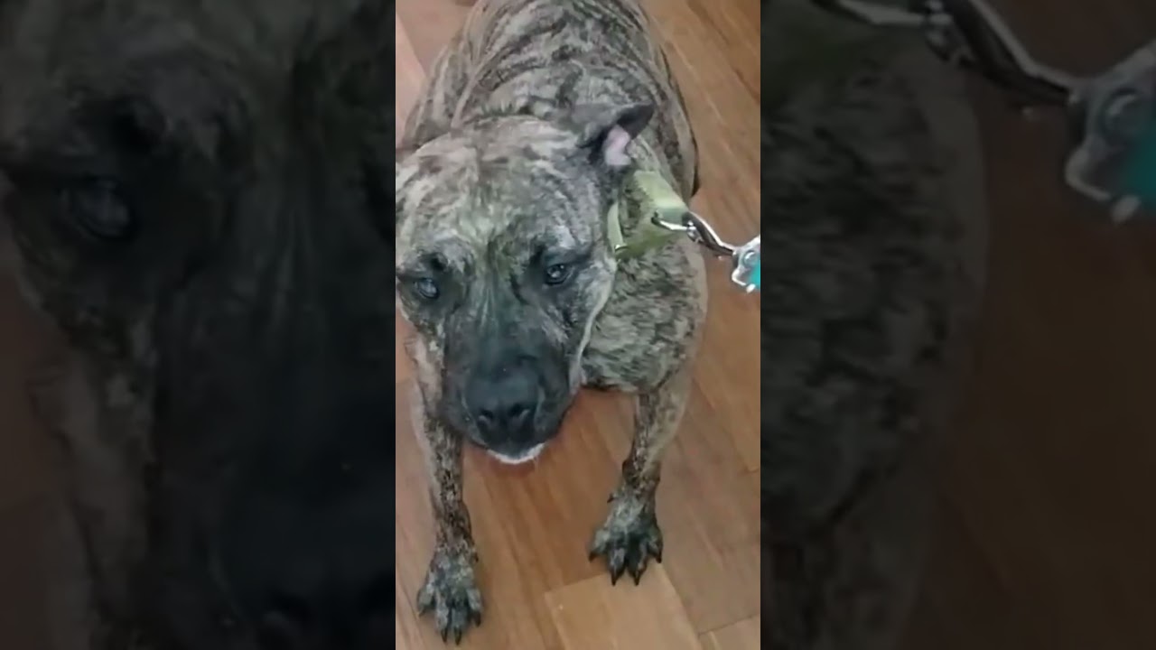 Mistakes That Are Making Your Pit Bull Aggressive! 