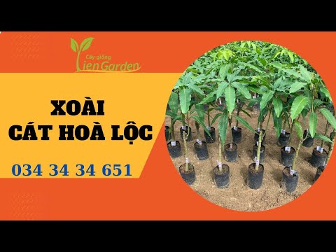 Video Mua giống cây xoài cát hoà lộc tại Tiên Garden|... - youtube