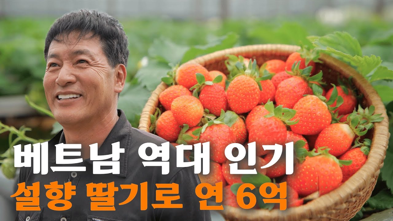[역전의부자농부 366회] 베트남 달랏에서 부자들만 먹는 '한국 딸기'