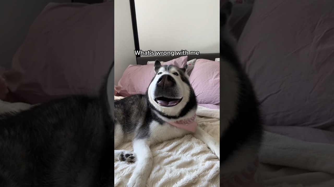 Filter Prank On My Husky! (SHE ARGUES) 😂👀 