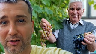 Виноградная гроздь до 850 грамм. Как вырастить виноград в теплице.