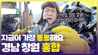 짭짤~하다가도 씹을수록 단맛 나는 창원 홍합👍🏻 [6시 내고향] | KBS 250121 방송