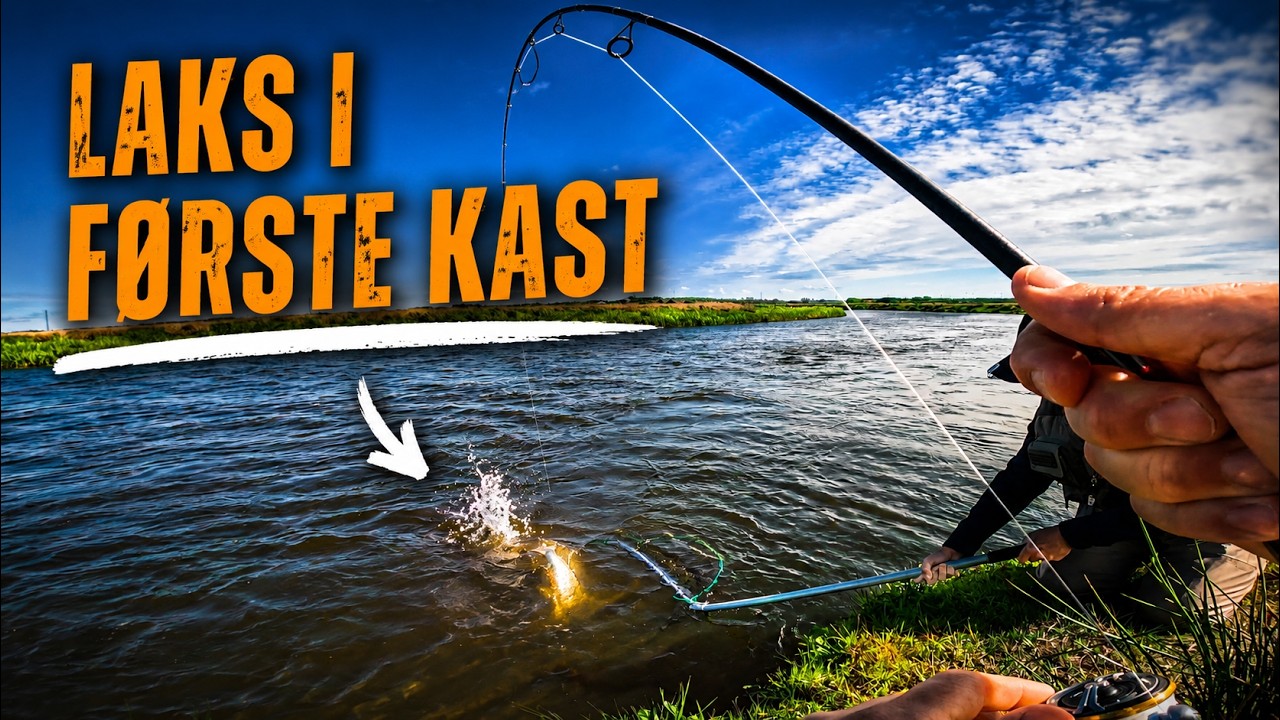 Laks i første kast - Laksefiskeri i Skjern Å 🎣