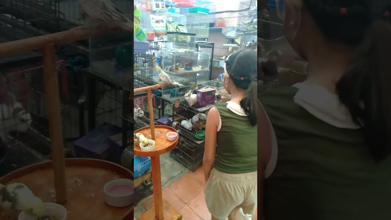 CARTIMAR AFRICAN BIRD & RABBIT - AJ