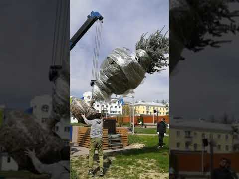 Посадка крупномеров - Ель Голубая, 5 м, Калуга - Сквер ТЮЗ - май 2022 ...