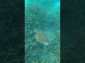 Amazing encounters #turtle #snorkeling #travel