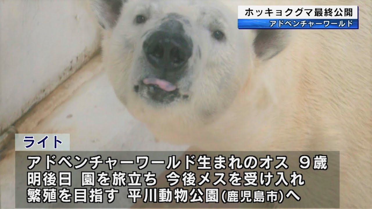 9歳のホッキョクグマ「ライト」繁殖のため鹿児島へ アドベンチャー