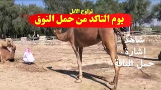 فحل وناقة | تزاوج الابل | موعد التاكد من ثبات حمل النوق اكتشفنا ان .... ؟!