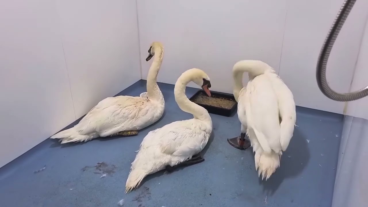 3 swans trapped under a bridge