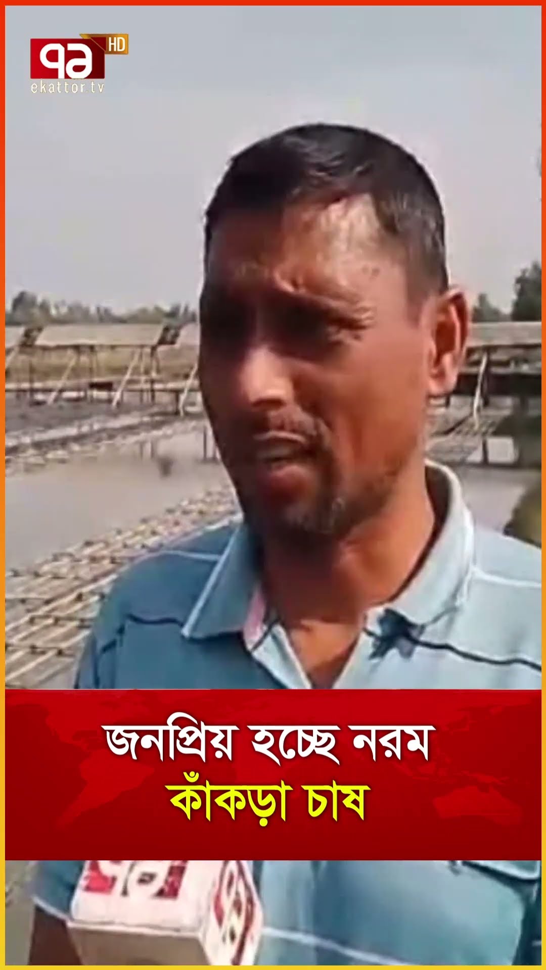 জনপ্রিয় হচ্ছে নরম কাঁকড়া চাষ