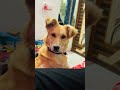 😘😘🧿🧿 #animallife #trending #viralvideo #entertaininganimals #youtubeshorts #shorts