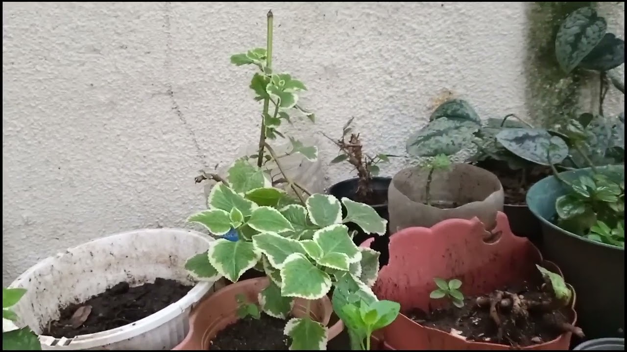 Acompañame a visitar el jardín de una suscriptora💐🌿🌷