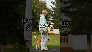 Leash Training – How to Walk Your Dog Calmly? #Leash