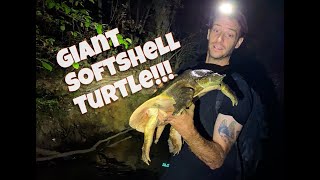 Looking for turtles at night! Giant softshell!