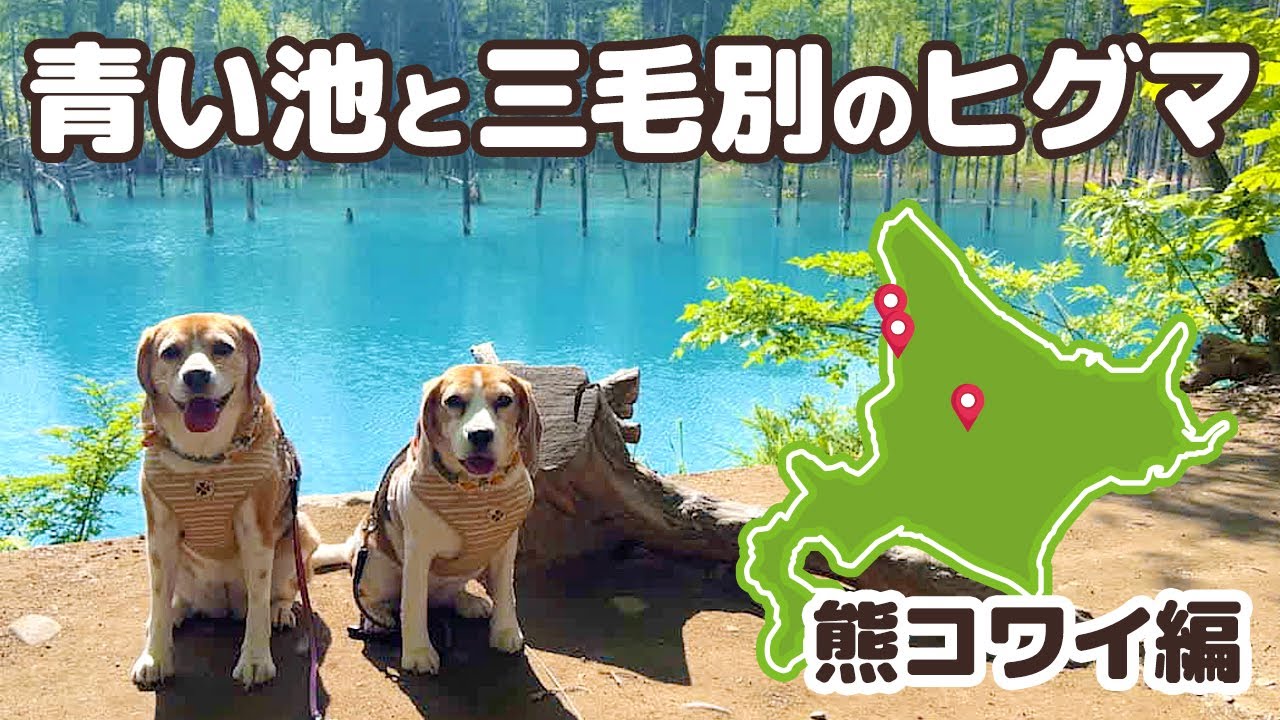 人気観光スポット！美瑛の青い池から 今にもヒグマが出てきそうな三毛別ヒグマ事件復元地へ【犬連れ夫婦の北海道一周車中泊旅 #03】