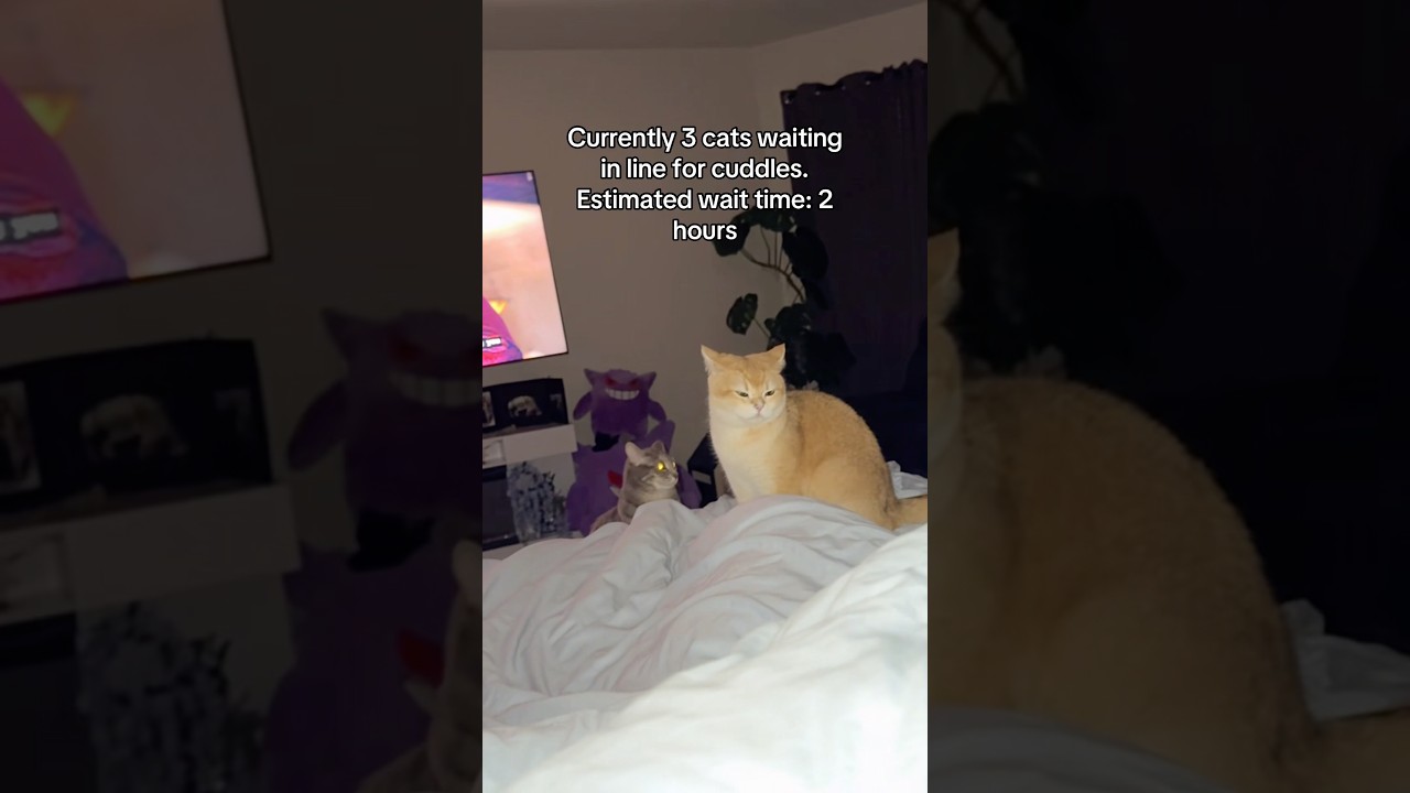 cat WAIT TIME