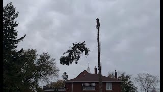 80 Foot Pine Tree Removal, Down Like A Wet Noodle.