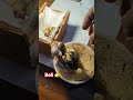 voer manjur siap taruh kandang