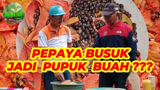 JANGAN DIBUANG !!! BUAH BUSUK bisa jadi Pupuk Organik Cair #pupukorganikcair #pepayacalifornia