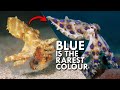 Why are blue animals so rare