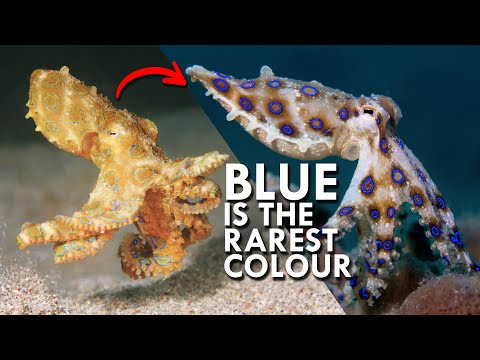 Why Are Blue Animals So Rare?