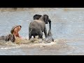 Battle at the Water&#39;s Edge: Crocodile vs Elephant and Hippo