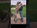#dogs / Top Biggest Dog Breeds