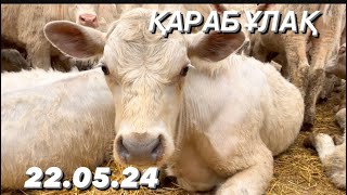 Қарабұлақ мал базары. 22.05.24. Сиыр. Бұзау. Бұқа