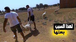 هل كان علي بيعها؟؟/جلب كلاب مشردة للمزرعة🐕/إتمام تغطية أسفل السياج