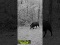 🐗🐗🐗 #pig #hog #outdoors #trailcams #animals #wildhog #razerback