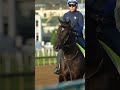 Meet Derby Contender, Domestic Product! #kyderby #kentuckyderby #competition #horseracing #racing