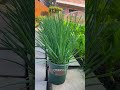 #OrganicFarming#SustainableAgriculture#FarmLife#NaturalFarming#yutubeshorts#vegetables #viralvideos